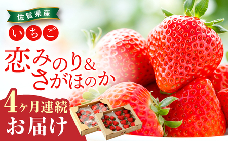 【2026年発送分 先行予約】【全4回定期便】交互にお届け！恋みのり・さがほのか  220g×2パック×4回 / いちご / 佐賀県 / 鐘ヶ江農園 [41ASBK002]