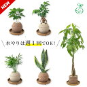 【ふるさと納税】アクアプラントポット® 【 植物の種類・サイズ選択 】 植木鉢 セット品 観葉植物 ガジュマル パキポジウム パキラ アンスリウム コーヒーの木 サンスベリア グリーン 室内インテリア 植物 手焼きポット おしゃれ ギフト プレゼント 幸運 日用品 送料無料