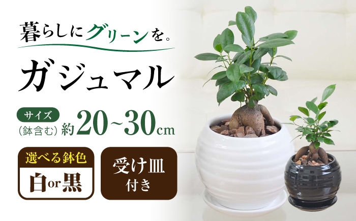 
                  ガジュマル 3号 ボール型陶器鉢（黒）観葉植物 大村市 琴花園/観葉植物 室内 観葉 植物 ガジュマル インテリア 小さめ [ACYK046]
                