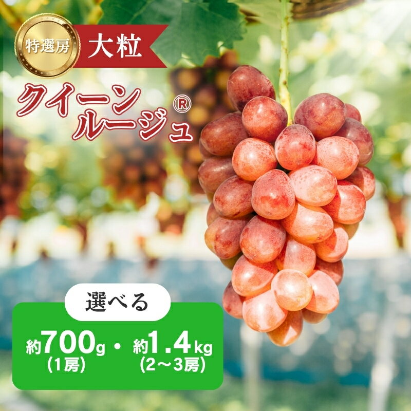 【ふるさと納税】クイーンルージュⓇ ぶどう 特選房 選べる 700g 1.4kg 特選 大粒 種なし 皮ごと 産地直送 フルーツ 果物 デザート シャインマスカット おやつ 葡萄 秋 旬 旬の果物 旬のフルーツ 信州 信州産 長野県 長野県産 駒ヶ根市　お届け：2025年9月中旬～10月中旬頃