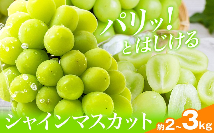
                  シャインマスカット 選べる 2kg(3-4房) 3kg(4-6房) 水代果樹園《8月中旬-9月下旬頃出荷》 果物 マスカット シャインマスカット 葡萄 ぶどう 千葉県 流山市
                