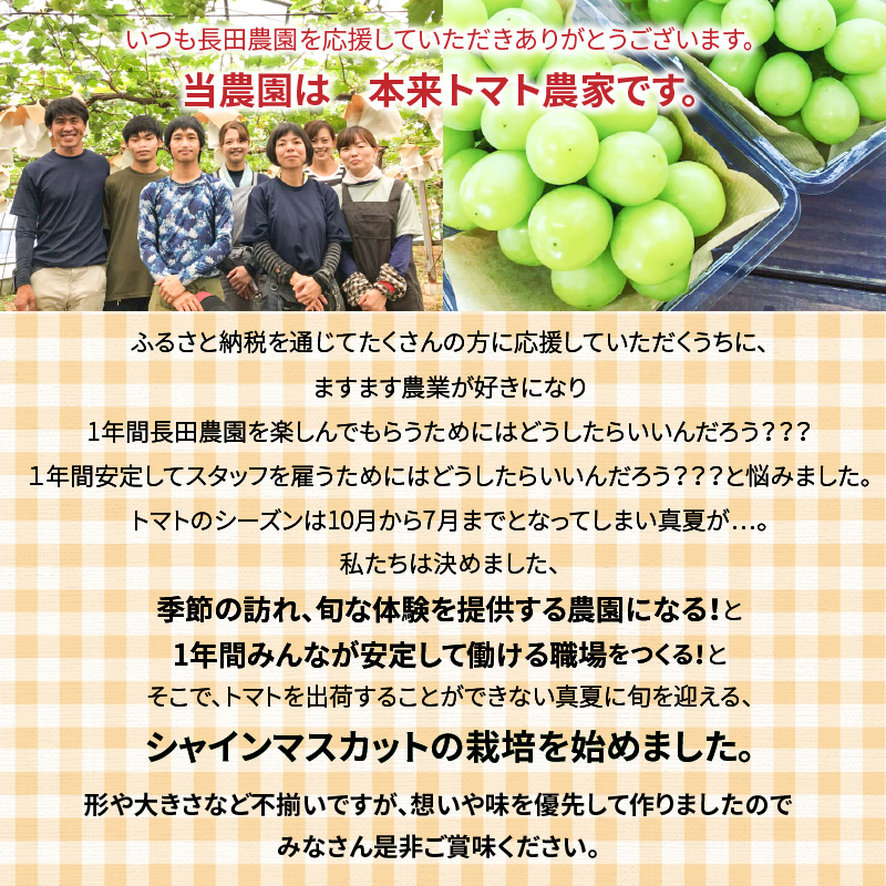 【2026年発送】皆さんの応援から実った シャインマスカット 約1.2kg（2房）【数量限定】 フルーツ 果物 長田農園 産地直送 甘い ご褒美 プレゼント 美容 健康 リピート多数 人気 高評価 碧