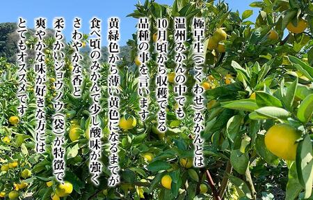 みかん 極早生 箱込 5kg (内容量約 4.4kg)  S/M/Lサイズのいずれか 秀品 優品 混合 有田みかん 和歌山県産 【みかんの会】