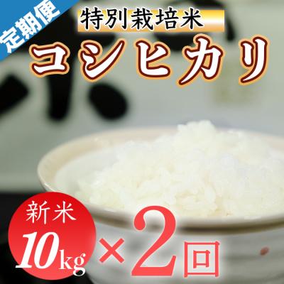ふるさと納税 三原村 令和7年産 (精白米)　特別栽培米　こしひかり10kg×2袋