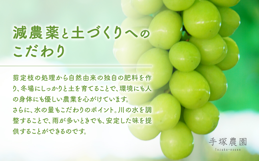 （2026年/令和8年）発送＜先行予約＞種なしピオーネ　約2㎏