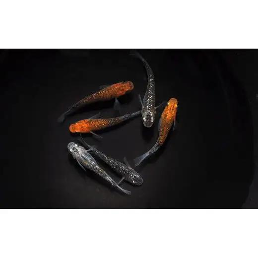 メダカ「夜煌（やこう）」2ペア