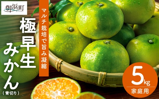 ささのうち農園の 青切り温州みかん5キロ（極早生｜家庭用）【 果物 みかん マルチ栽培 温州みかん 訳あり 家庭用 青切り 極早生 ささのうち農園 三重県 御浜町   】