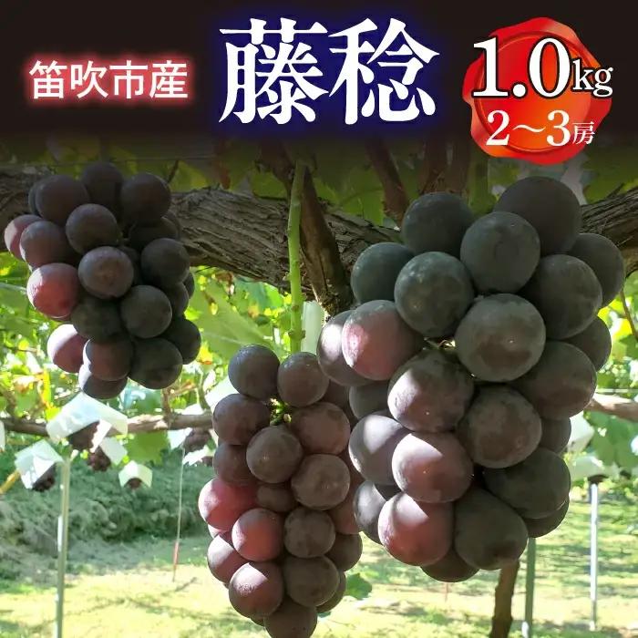 【2026年発送★先行予約】笛吹市産　藤稔　1.0kg(2～3房) 227-013-26y
