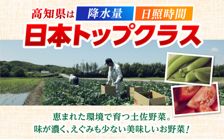 【最速発送】土佐の太陽をいっぱいに浴びた旬の野菜セット「大」【土佐野菜】 [ATBA002]　スピード 最短 最速 発送 春 春野菜 旬野菜 野菜詰め合わせ