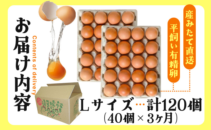 3ヵ月連続お届け  たまごの心 40個 Lサイズ  太陽の園  の平飼たまご  有精卵 北海道 伊達市 たまご 卵 生たまご 鶏卵 北海道産 鶏の卵 ポリスブラウン 食材 卵かけごはん TKG オムレ