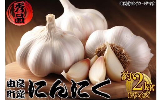 
                  由良町産にんにく 秀品  Ｌサイズ  約2kg(1kg×2)【SL19】
                