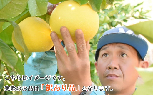 【 訳あり 早期受付 期間限定 数量限定 】 土佐文旦 10kg 家庭用 人気 フルーツ 果物 文旦 ぶんたん ブンタン 限定品 土佐 高知県 高知 四万十市 四万十 しまんと お取り寄せ 【配送時期