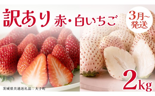 訳あり 紅白いちご 2kg【2027年3月発送開始】(茨城県共通返礼品：大子町) 苺 果物 フルーツ 果実 ご家庭用