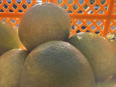 先行予約 スイートスプリング 約8kg 40個前後 2025年12月上旬から2026年1月下旬発送予定 ひでみかん