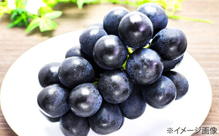 【先行予約】【8月中旬から順次発送】 ニューピオーネ 4から5房 約2kg 愛媛県大洲市/有限会社西山青果　フルーツ 果物 ぶどう ピオーネ[AGAR024]