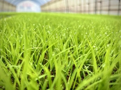 【令和7年度産 新米】 つちや農園 猪苗代町産 玄米 特別栽培米ひとめぼれ 10kg（玄米）| お米 米 ひとめぼれ ※2025年11月上旬頃より順次発送予定