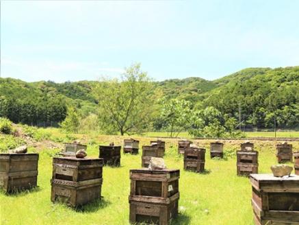 【6月1日より価格改定】国産　はちみつ　百花　アカシア　そば　300gワンタッチボトル×3本セット　計900g／長谷川養蜂　希少　蜂蜜　三重県　南伊勢町　伊勢志摩