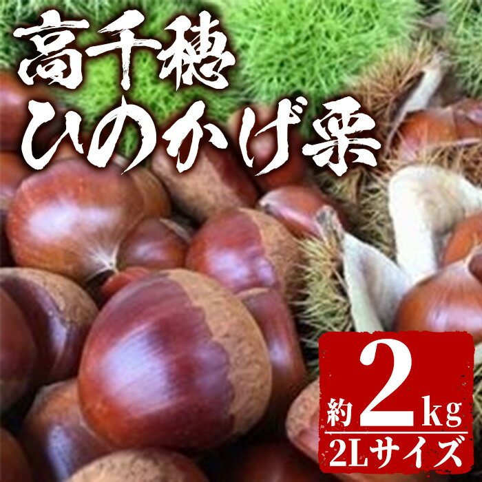 【ふるさと納税】＜数量限定・期間限定＞ ひのかげ栗(2kg)生栗 和栗 くり 秋の味覚 栗ご飯 お菓子作り おやつ【NK001】【宮崎県農業協同組合　高千穂地区本部】