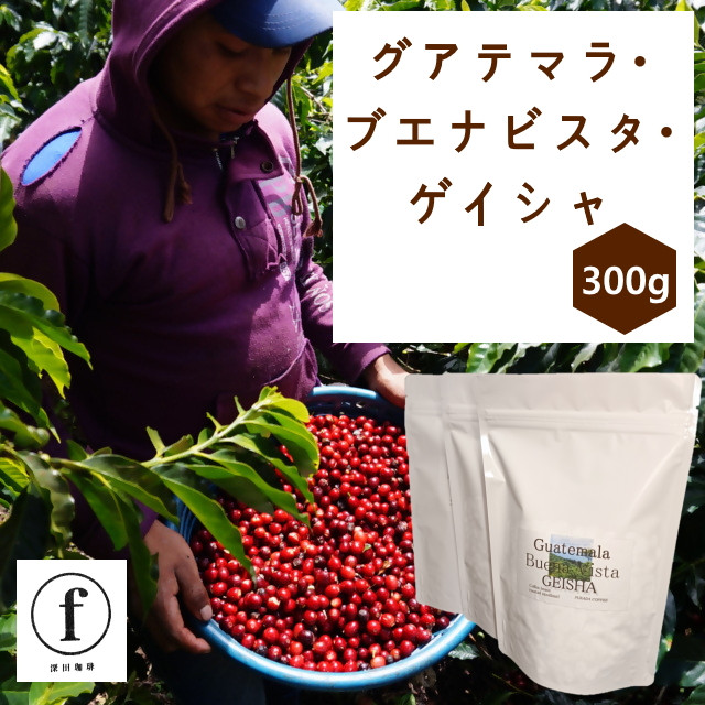 
                  26-41_グアテマラ・ブエナビスタ・ゲイシャ100g入×3袋（計300g）｜ コーヒー 珈琲 コーヒー粉  コーヒー豆 珈琲豆 珈琲粉 自家焙煎 飲料 ゲイシャ GEISHA  ブエナビスタ 300g 深田珈琲 グアテマラ
                