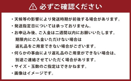 秋月梨 約10kg （10～40玉） なし ナシ 梨 くだもの 果物 果実 フルーツ 秋月 贈答用 【2025年8月下旬～9月下旬迄発送予定】