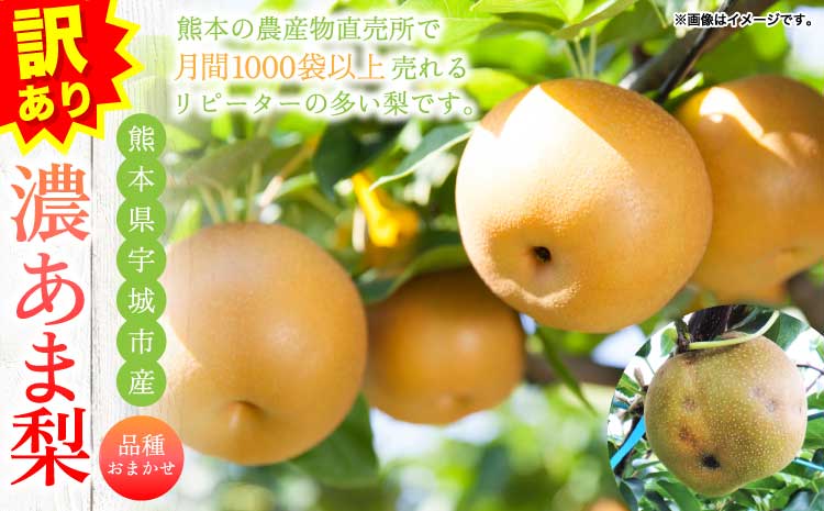 訳あり 梨 なし 秋月 幸水 豊水 新高 秋麗 甘太 和梨 お取り寄せ 濃あま梨 約1.8kg 品種おまかせ 冷蔵 国産 九州 熊本県 宇城市 小川町産 農園とフォーク青果店 2025年8月上旬から9