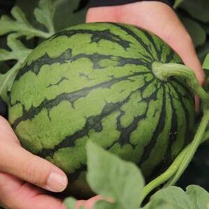 甘さがギュッ!とつまったシャリシャリ食感の藪塚こだまスイカ4玉(令和8年5月～6月発送)_果物・フルーツ すいか  スイカ 西瓜_【配送不可地域：離島】【1213152】