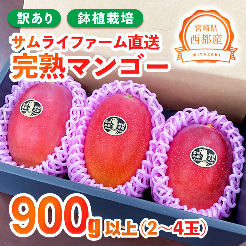 2025年発送【先行予約】鉢植栽培　訳あり完熟マンゴー900g　数量限定　西都産＜1.2-53＞