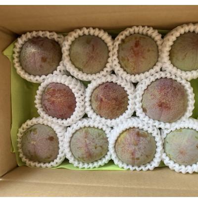 ふるさと納税 南アルプス市 すももソルダム大玉2L~4L　約1.2kg(9〜12玉) |  | 01
