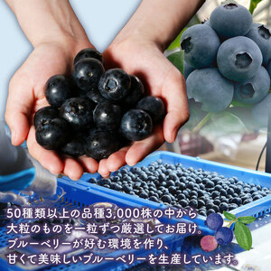 冷凍ブルーベリー 約500g（1袋500g） ブルーベリー ブルーベリー ブルーベリー ブルーベリー ブルーベリー アグリモバード