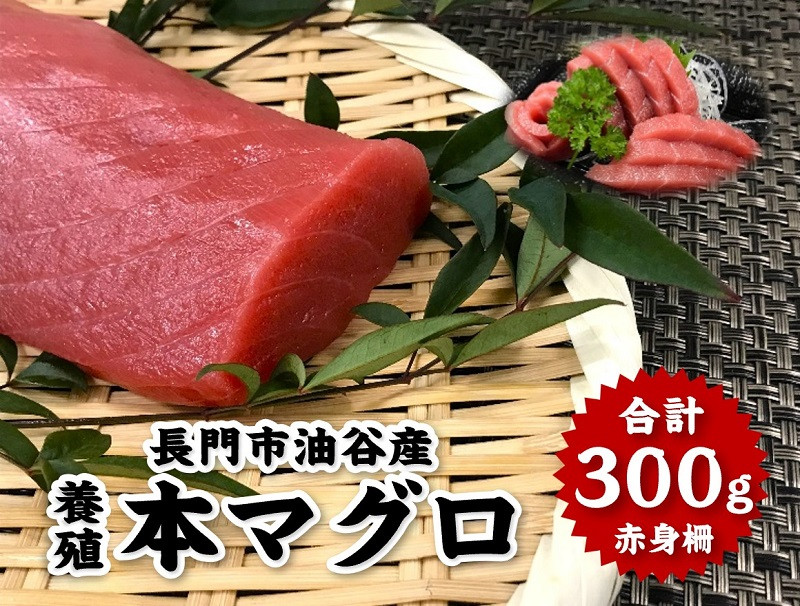 
            本マグロ 赤身柵 ３００g 【刺身 まぐろ 柵 マグロ 鮪 山口県 長門市 油谷産 希少 養殖 赤身 脂乗り抜群 とろける 冷凍 ギフト 贈答】
          