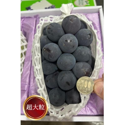 岡山県産 ぼっけえ大粒ニューピオーネ1房(800g以上) 化粧箱入り【配送不可地域：離島・北海道・沖縄県】