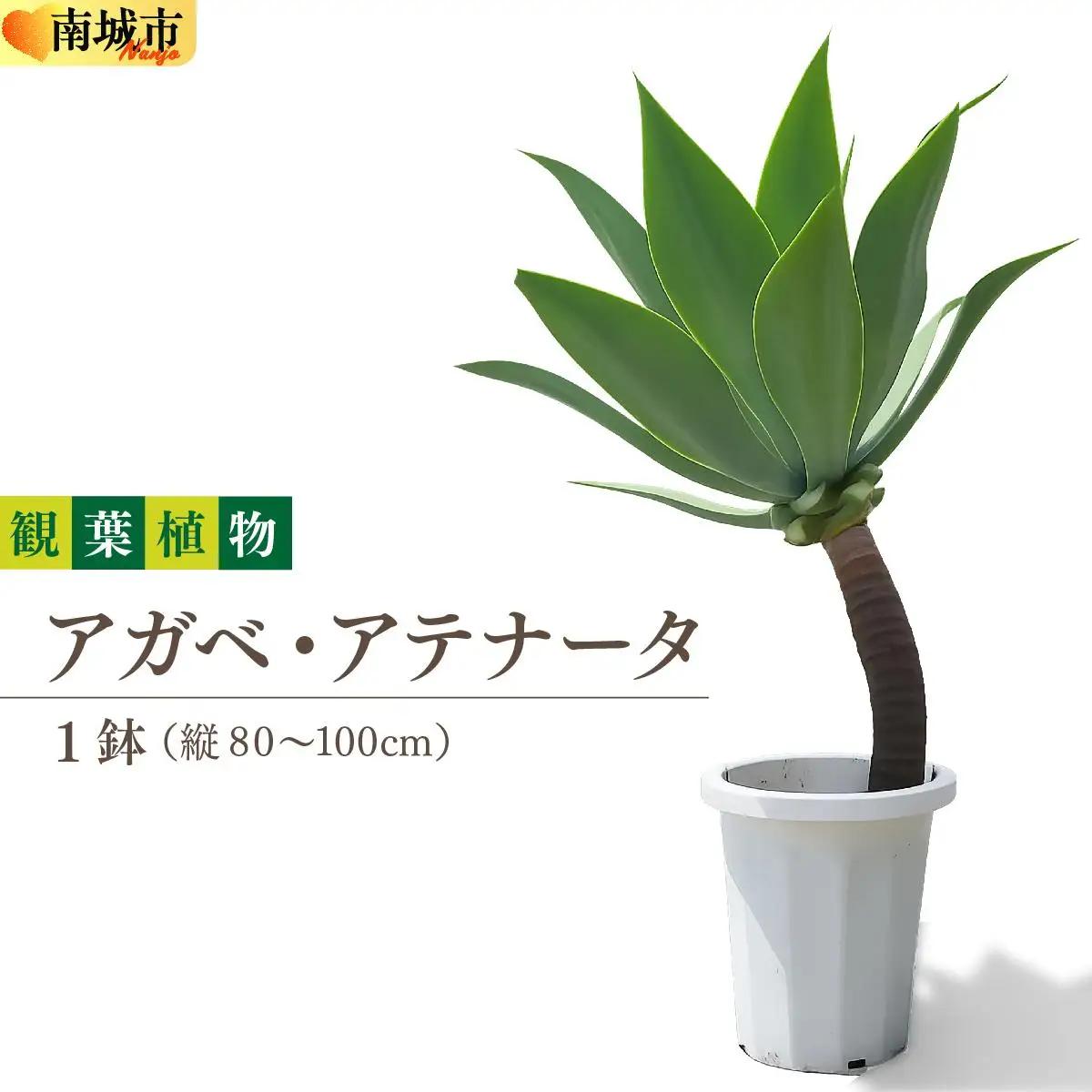 アガベ・アテナータ