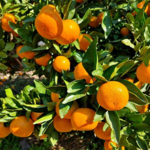 [秀品]和歌山有田みかん約6kg(3Lサイズ)【日高町】【1497900】