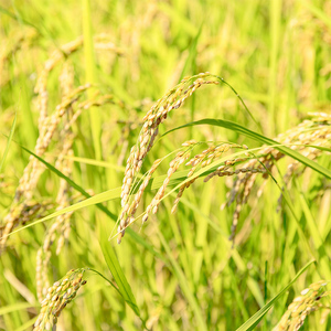 【先行予約】令和8年産 川俣町産 ひとめぼれ 精米 10kg  FAF-0004