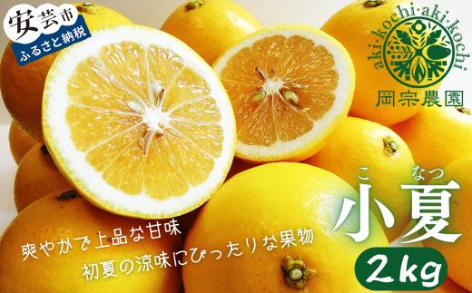 【先行予約】【令和8年産】 小夏 2kg フルーツ 果物 みかん 期間限定 季節限定 旬 柑橘 家庭用 自宅用 ギフト プレゼント 贈答 贈答用 こなつ 日向夏 ニューサマーオレンジ オレンジ デザート スイーツ アレンジ ゼリー ジャム ケーキ メリーガーデン 高知県産 高知県安芸市