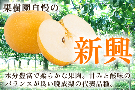 【2026年先行予約】【厳選】新潟県産 和梨 新興 5kg（7〜12玉）《10月下旬以降発送》 和梨 なし ナシ 果物 しんこう フルーツ 加茂市 いたみ果樹