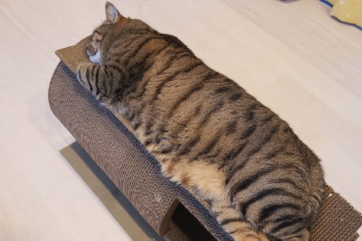 猫の爪とぎ　丸太（ロング・トンネルタイプ）｜猫 ねこ ネコ キャット cat 爪とぎ ダンボール 段ボール 写真映え 丸太 ハウス ロング かわいい 丈夫 日本製 国産 おもちゃ ペット インテリア 