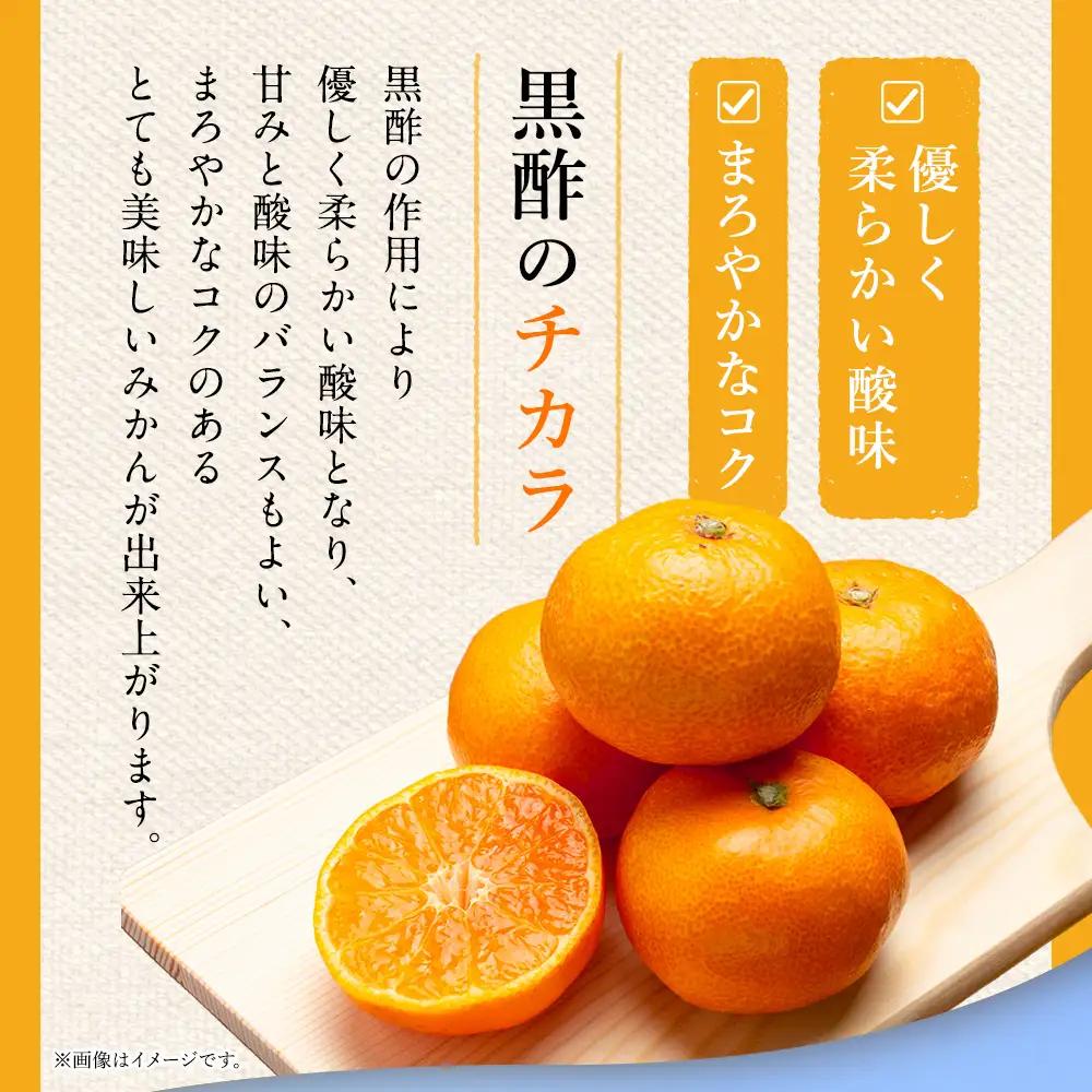 かねひろの黒酢みかん たっぷり 大玉 10kg （2L～3Lサイズ） 【7営業日以内発送】【2026年10月下旬から2027年1月下旬まで発送予定】 みかん ミカン 黒酢みかん 温州みかん 極早生種 