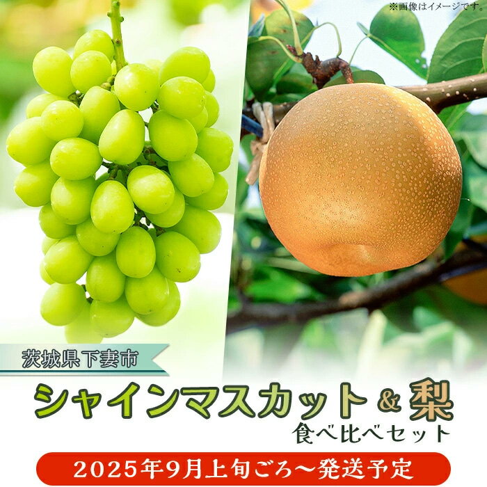 【ふるさと納税】【先行予約】2025年 9月上旬ころ～9月中旬ころ発送予定 ぶどう 葡萄 なし 甘い シャインマスカット & 梨 人気 フルーツ 食べ比べ セット シャインマスカット 1房 700g以上 梨 2玉 豊水 or あきづき 茨城県 下妻市産