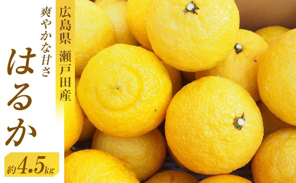 爽やかな甘さのはるか　4.5ｋｇ　＜2026年2月下旬より発送開始＞【はるか みかん フルーツ 果物 青果 柑橘 尾道市】