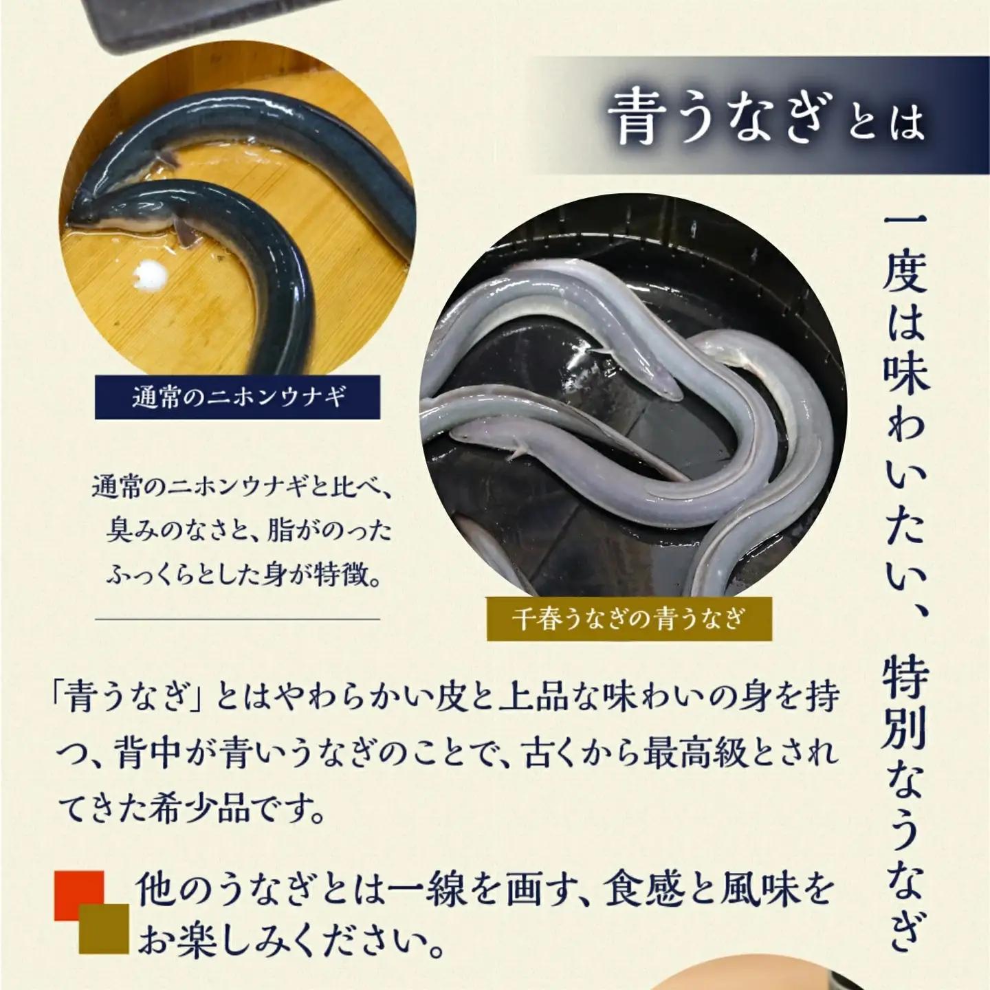最高級 特上 幻の青うなぎ 8尾 うなぎ 白焼 