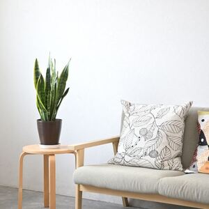 観葉植物 サンスベリア・ローレンティー 6号鉢(鉢カバーなし)【配送不可地域：離島・沖縄県】【1707575】