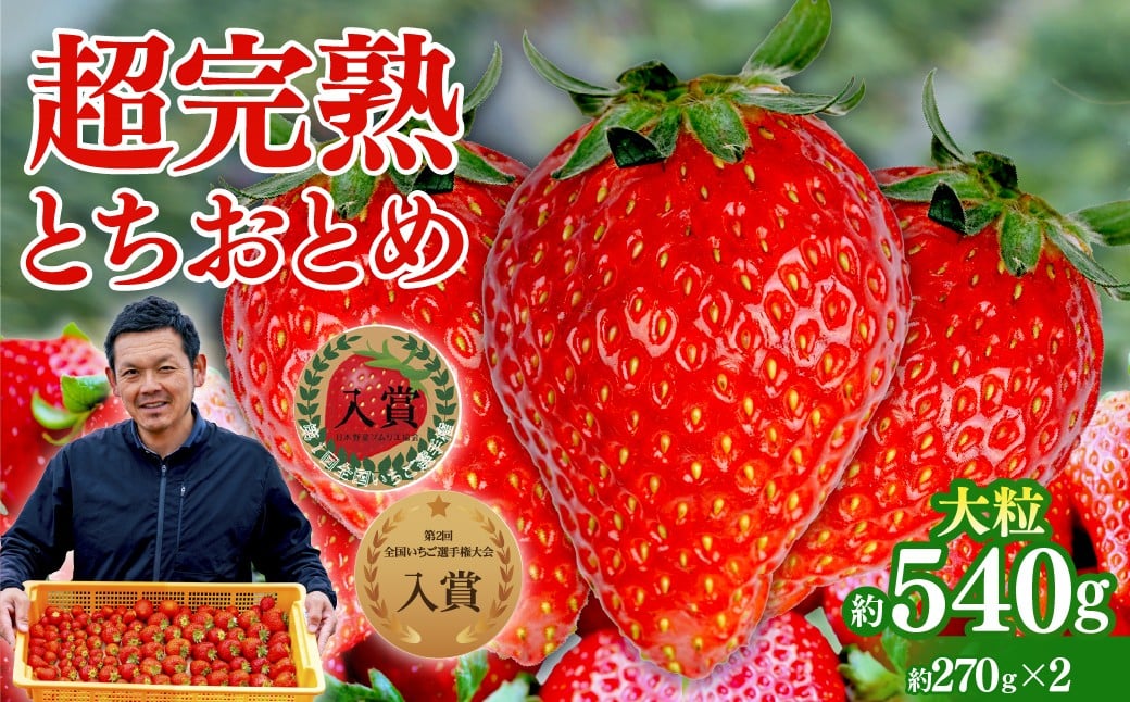 
            【選べる発送月】いちご 「茂木完熟いちご」　第1回いちご選手権入賞 とちおとめ 大粒 約270g × 2パック 合計 約540g | いちご イチゴ 苺 とちおとめ 大粒 特大 第1回いちご選手権入賞  ブランドいちご ストロベリー 完熟  果物 フルーツ甘い あまい くだもの 旬 産地直送 栃木県産 美土里農園 栃木県 茂木町
          