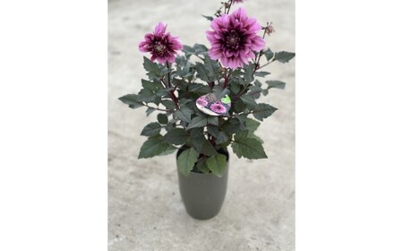ダリア（チョコレートダリア）3色セット【農家直送】 | 植物 お花 花 鉢 鉢花 花鉢 フラワー ギフトプレゼント 贈り物 珍しい 育てやすい かわいい 可愛い キレイ おしゃれ オシャレ シック 送