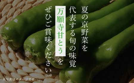 ＜7月発送開始！＞万願寺甘とう　化粧箱入　秀品150g×8袋＜1.2kg＞【2025年発送分】 FCCS001