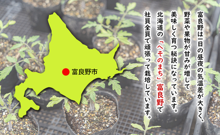 【2026年夏発送】ふらの とうもろこし 黄色 6本 2.2kg 北海道 富良野市 野菜 コーン とうきび イエロー 新鮮 直送 道産 ふらの 送料無料 数量限定 先着順