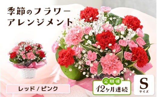 定期便 ≪12ヶ月連続お届け≫ 選べるカラー 季節のフラワーアレンジメント S (レッド・ピンク) 【お花 フラワー アレジメント 花束 ギフト 生花 プレゼント 花束 花 記念日 敬老の日 お祝い】 [I-20701_01] 