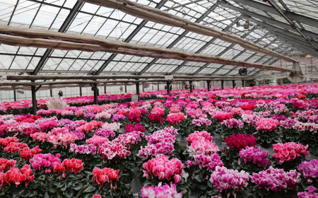 カゴ入りシクラメン 6号鉢 | シクラメン 花苗 フラワー ガーデニング 季節花 埼玉県 上尾市