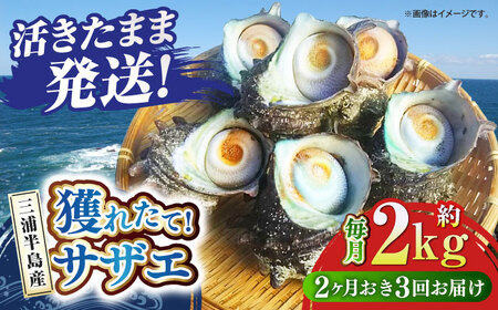 【全3回 隔月 定期便】サザエ 2kg 13~20個 三浦半島 さざえ サザエ さざえ サザエ 【長井水産株式会社】 [AKAJ014]