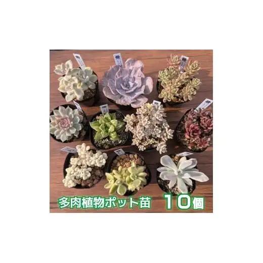 多肉植物ポット苗の錦（斑入り）10個セット [1227]
